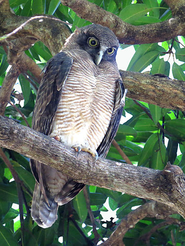 Rufous owl